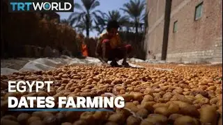 Egyptian farmers say climate crisis threatening dates harvest