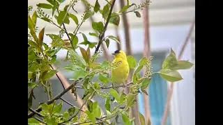 Backyard birds, Canada 🇨🇦