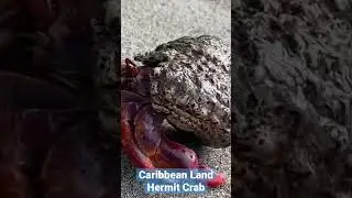 Caribbean Land Hermit Crab. #crabs #nature #earth