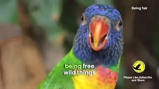 Being fair | Goss Lindsey | English Poem | Poetry | English Poetry | Nature Poem | Poems