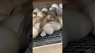 Adorable chick hatchinh in egg incubator # #eggincubator