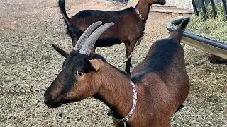 Trimming Goat Hooves