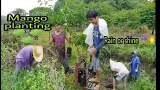 Tree Planting | How to Plant Grafted Mango in the Mountain |JEREMIAH SANCHEZ VLOG