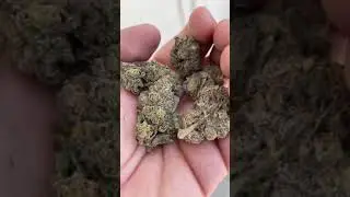 guava kush