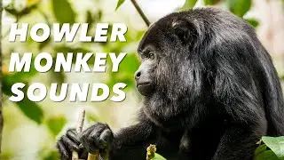 Howler Monkey Sounds