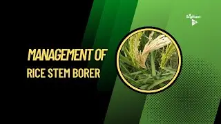 Management of Rice Stem Borer