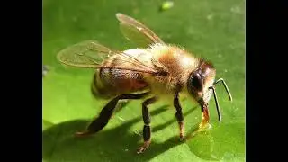 Bee Happy Apiaries raw, active and organic Wildflower and Jarrah honey.