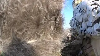 Snowy Owl on the nest is attacked by a pair of Long-tailed Jaegers. Long version