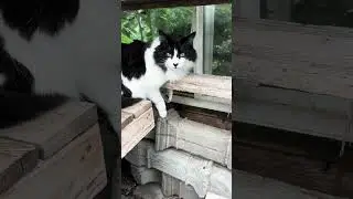 The Figure Waiting in My Greenhouse: A Tale of My Cat's Adventures #talestory #catlover #greenhouse