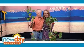This flowering plant puts on a big big show - New Day NW
