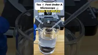 Swimming Pool Water 💦 Under the Microscope 🔬😳 #shorts #microscopevideo