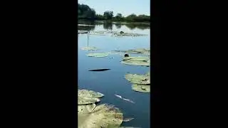 Деснянські озера, с. Кладьківка. Відео. Автор - А. Чумаченко, 2026 рік.