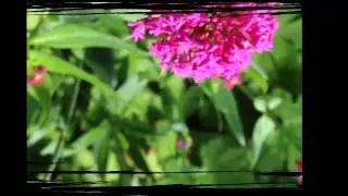 Butterfly Life 1 -by Echo@Wonderweirded-Wildlife.com