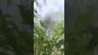 Forest Rain and Grey Noise #raining #meditation #forest #greynoise #rain