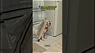 The first dogs are the best #camouflage #aninals #edit #shorts #short