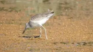 Willet (Tringa semipalmata)