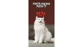 Kucing Putih sering TULI !?
