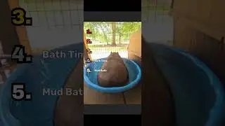 Ranking funny pigs!   Subscribe for more videos like this!