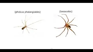 araña violinista (loxosceles) vs araña de patas largas o araña patona (pholcus phalangioides)