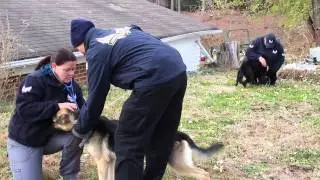 American Dog Rescue Partners with Animal Rescue Corps to Save More Than 120 Animals in November 2014