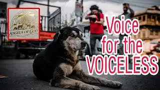 V#29  Stray Dogs and Cats Feeding Program (Angels of God Non-Profit Organization)
