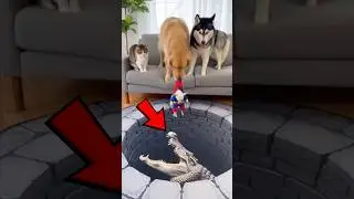 Top 5 Crazy Rags Funniest Moments #dog #cat #pets #pet #funny #funnyanimals #shorts #petlover