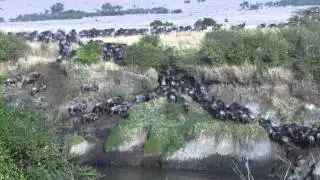 Africa's Great Migration of Wildebeest and Zebra in Kenya & Tanzania