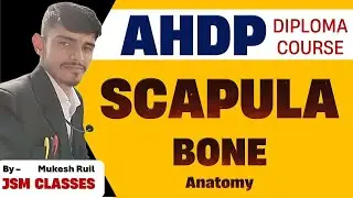 Scapula Bone Anatomy | Scapula | Scapula bone | Scapula Bone Structure | Scapula Bone Anatomy | AHDP