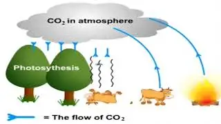 Biology: Nutrient Cycling in Nature 1