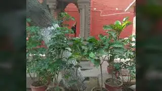 Beauty of Alice Premises at Sarnath