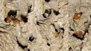 Termites Building their home at 2 Am in the morning(actual footage) |Shadow H