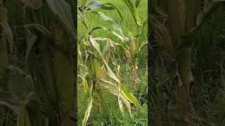 JAGUNG HIBIRD#pokokrendah #ISIKUNING#borneostyle #LCHINCHANNEL