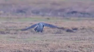 Das Wanderfalkenweibchen hebt ab #peregrine #Wanderfalke #falcons #wildlife