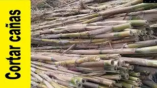 Como cortar cañas para hacer cañizos y artesanías