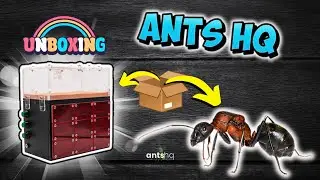 Je commande sur le nouveau site de la Boutique ANTS HQ ( UNBOXING )