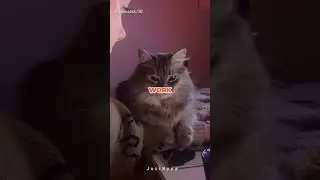 Вы бы тоже сочли это уважительной причиной?