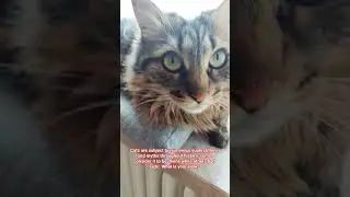 Cats are Good Luck or Bad Luck? #superstitions #divinecat #goodluckcat #catlovers #siberiancat #cats