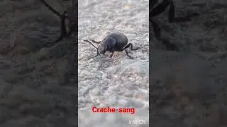 Crache-sang. #Timarcha tenebricosa