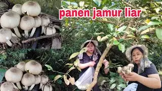 PANEN JAMUR DAN JERUK NIPIS DI PINGGIR JALAN