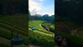 brindavan garden mysuru #mysore #mysuru #brindavangarden #shorts #karnataka