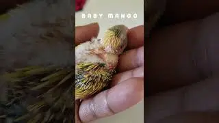 Baby Bird Gets Ready For Nap Time #Shorts  | THE PET PACT