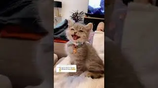 cute kitten british shorthair face  #kittenfunny #cutekitten #catvideos #playingkitten#catlover
