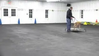 Alden's Kennels Dog Training, Highland Park, IL
