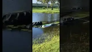 Sunk my monster truck in my neighbors pond #jh #jhdiesel #automobile #diesel #car #truck #amphibious