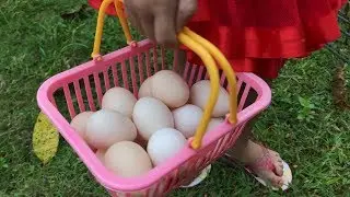 Balita Lucu Panen Telur Ayam Kate dan Belajar Berhitung Bahasa Inggris
