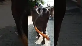 extraordinary Buffalo @ sale in Todarpur. 94634 13559. one Buffalo for sale. jbs video. #shorts