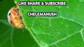 Colourful beetle insect & eggs || Small but nice insect walking ||  leaf beetle || পোকা মাকড় ||