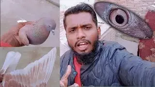LAAL MADI KA SHOCK ! INAAM WORLD PIGEON