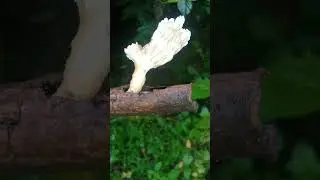 Lentinus  mushroom #mushroom #fungi