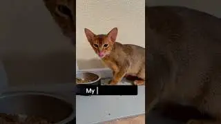 My cat have 2 personalities 😹😻Abyssinian cat #abyssinian #cat #kitten #shots #funny #catvideos